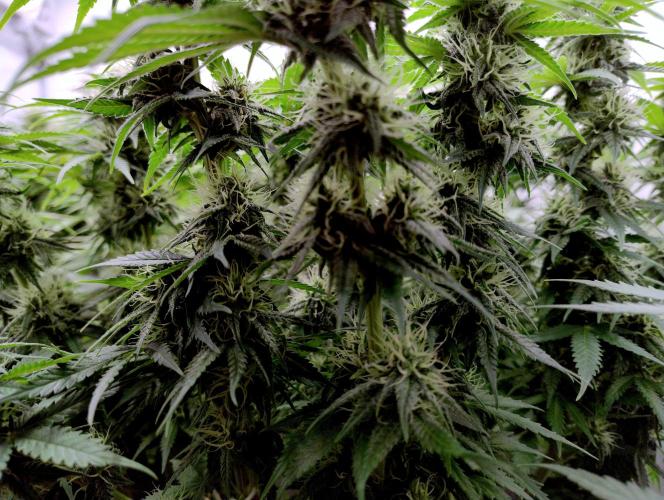 Skunk #11 - Dutch Passion. Week 9