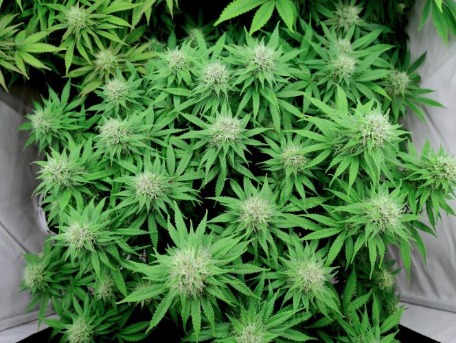 Skunk #11 - Dutch Passion. Week 9