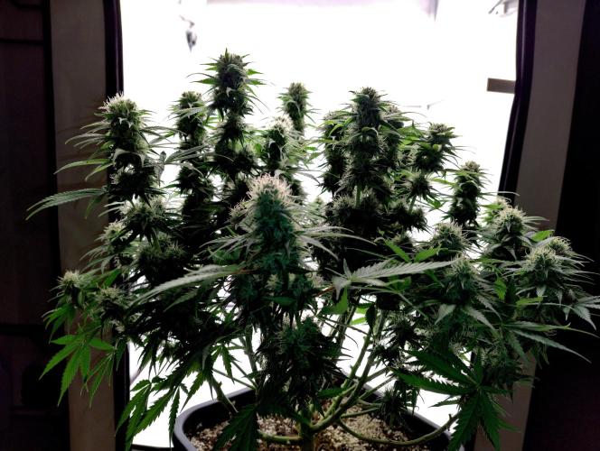 Skunk #11 - Dutch Passion. Week 9