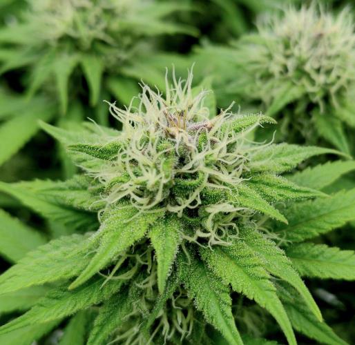 Skunk #11 - Dutch Passion. Week 9