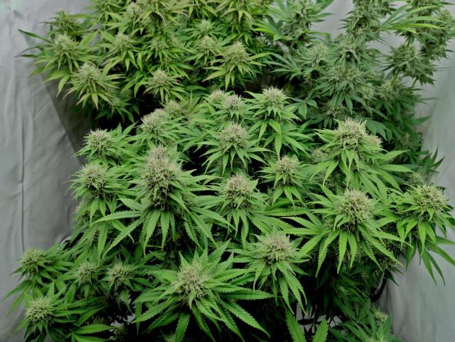 Skunk #11 - Dutch Passion. Week 9