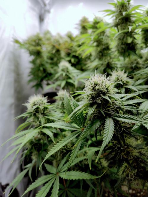 Skunk #11 - Dutch Passion. Week 9