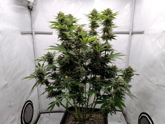 Lemon Z - Dutch Passion. Week 10