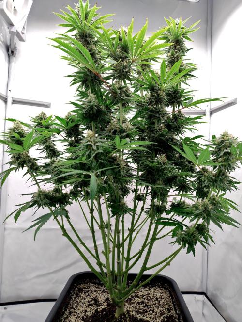 Lemon Z - Dutch Passion. Week 10