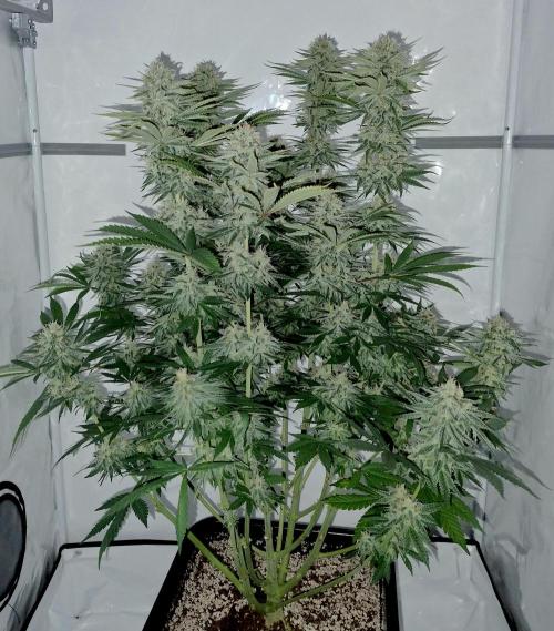 Lemon Z - Dutch Passion. Week 10 - Picture with flash