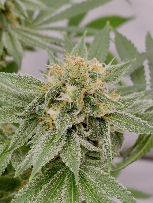 Lemon Z - Dutch Passion. Week 10 - Side bud 8)