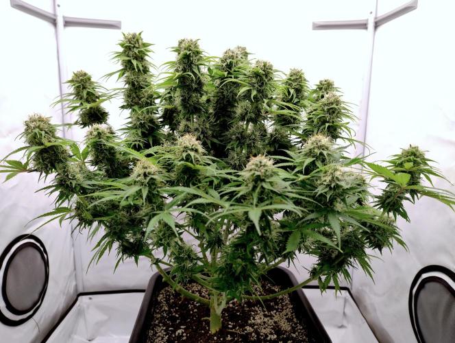 Skunk #11 - Dutch Passion. Week 10