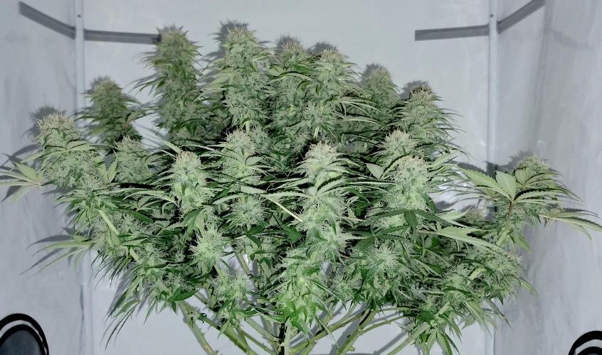 Skunk #11 - Dutch Passion. Week 10 - With flash :)