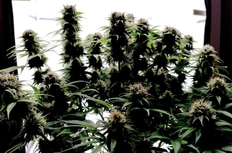 Skunk #11 - Dutch Passion. Week 10