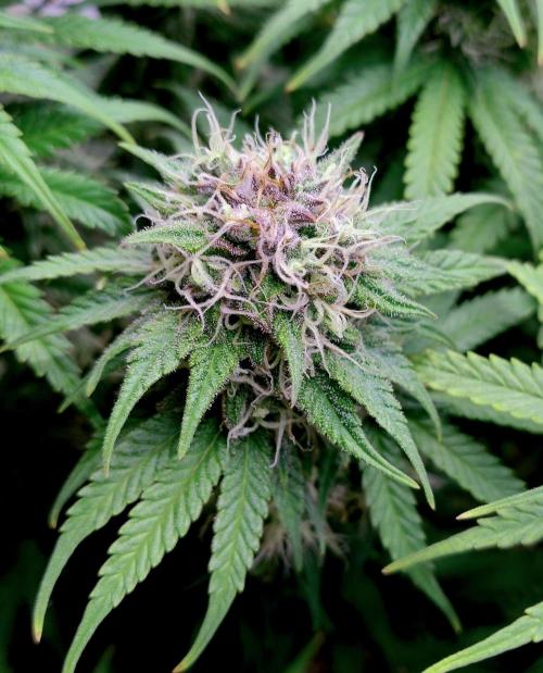 Skunk #11 - Dutch Passion. Week 10