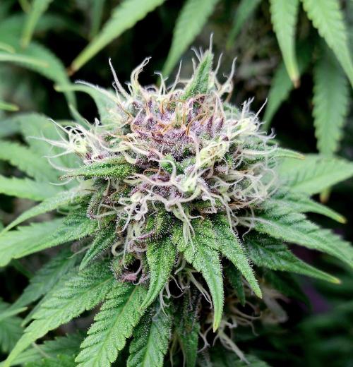 Skunk #11 - Dutch Passion. Week 10