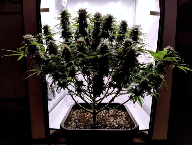 Skunk #11 - Dutch Passion. Week 10