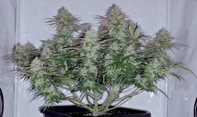 CBD Mazar - Dutch Passion. Week 10 - With flash enabled :)