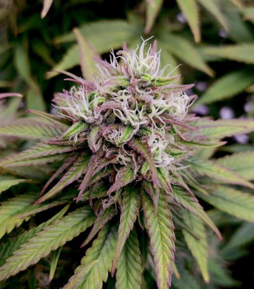 CBD Mazar - Dutch Passion. Week 10