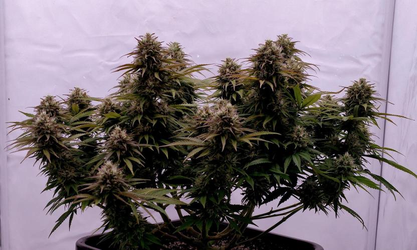 CBD Mazar - Dutch Passion. Week 10