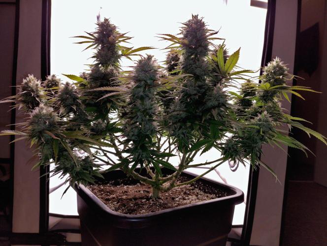 CBD Mazar - Dutch Passion. Week 10