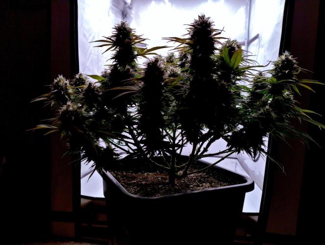 CBD Mazar - Dutch Passion. Week 10