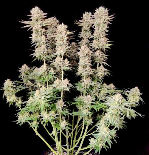 Lemon Z - Dutch Passion. Week 12