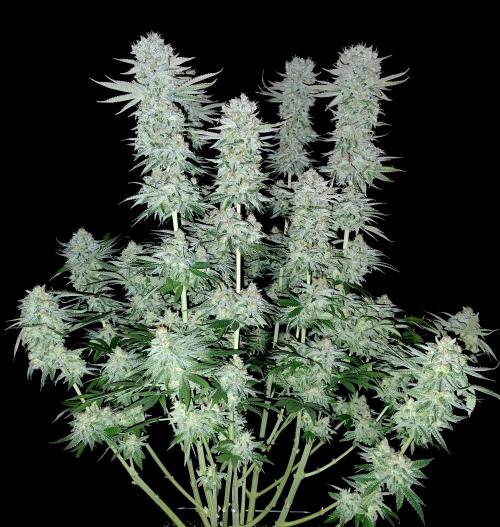 Lemon Z - Dutch Passion. Week 12 - With flash enabled.