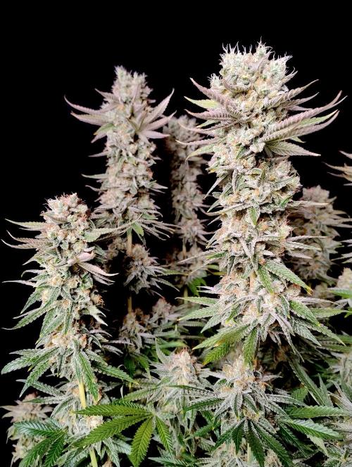 Lemon Z - Dutch Passion. Week 12