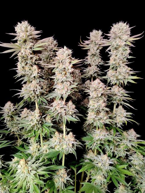 Lemon Z - Dutch Passion. Week 12