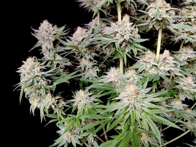 Lemon Z - Dutch Passion. Week 12