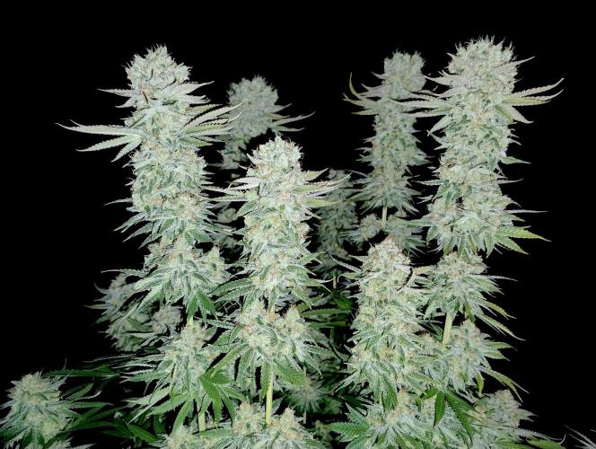 Lemon Z - Dutch Passion. Week 12 - With flash enabled.