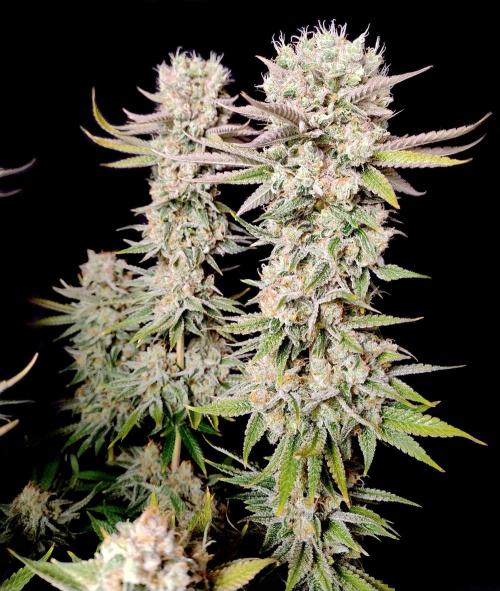 Lemon Z - Dutch Passion. Week 12