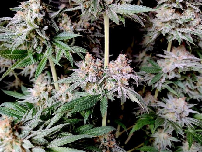 Lemon Z - Dutch Passion. Week 12