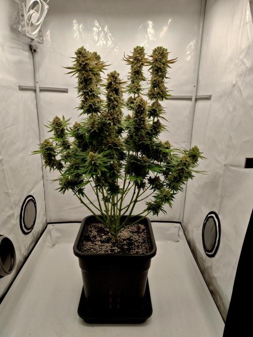 Lemon Z - Dutch Passion. Week 12