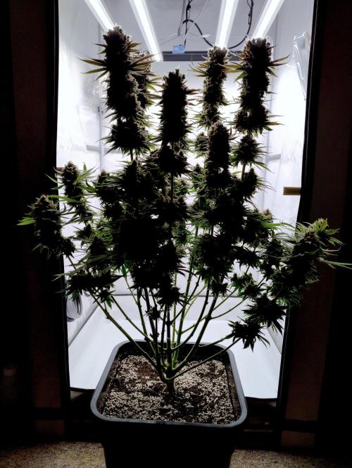 Lemon Z - Dutch Passion. Week 12