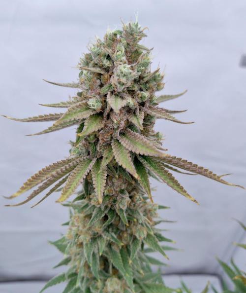 Lemon Z - Dutch Passion. Week 12