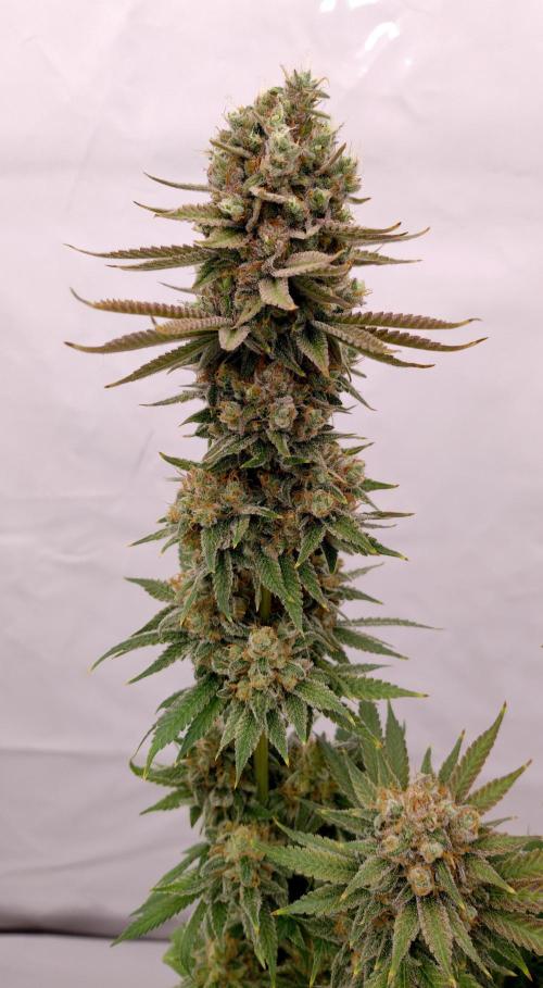 Lemon Z - Dutch Passion. Week 12