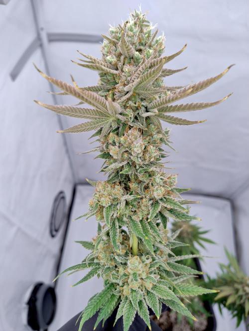 Lemon Z - Dutch Passion. Week 12