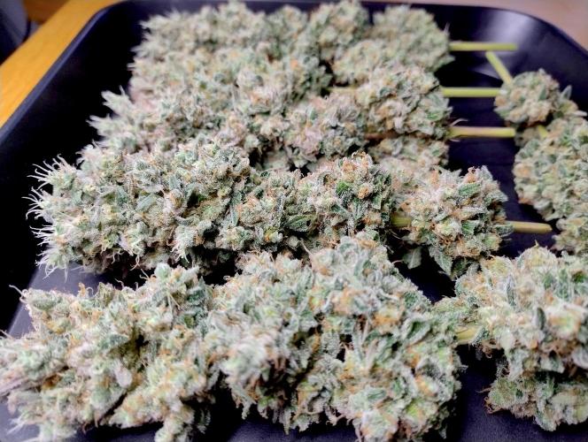 Lemon Z - Dutch Passion. Week 12