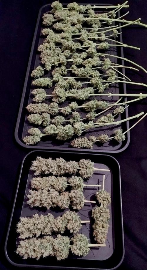 Lemon Z - Dutch Passion. Week 12