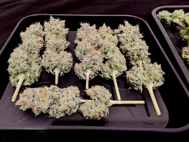 Lemon Z - Dutch Passion. Week 12