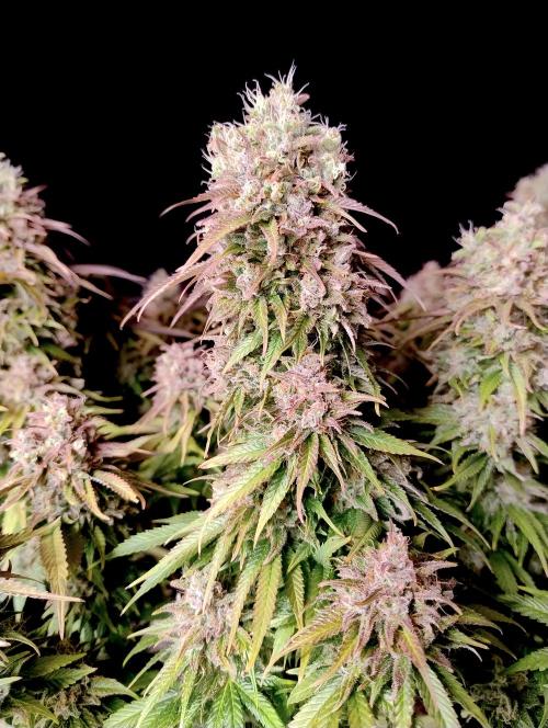 CBD Mazar - Dutch Passion. Week 12