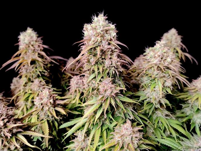 CBD Mazar - Dutch Passion. Week 12