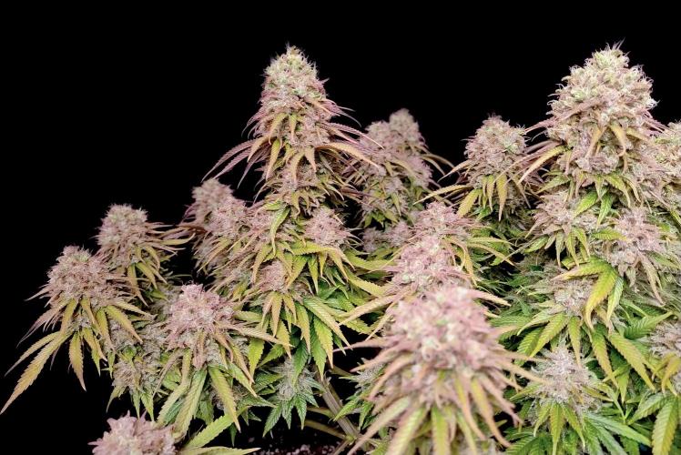 CBD Mazar - Dutch Passion. Week 12