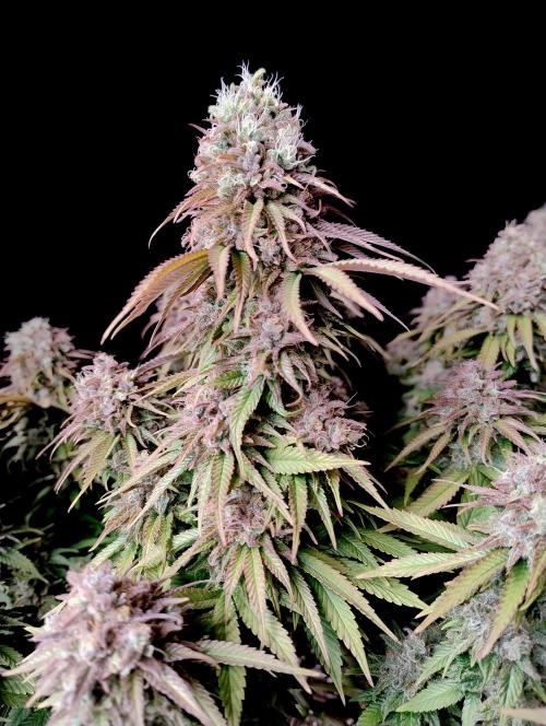 CBD Mazar - Dutch Passion. Week 12