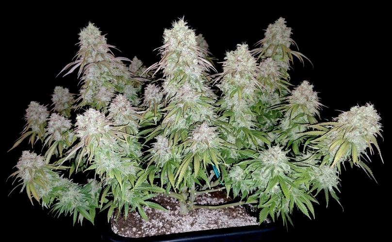 CBD Mazar - Dutch Passion. Week 12 - Pic with flash enabled.