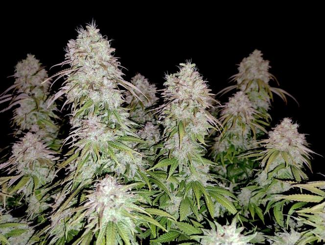 CBD Mazar - Dutch Passion. Week 12 - Pic with flash enabled.