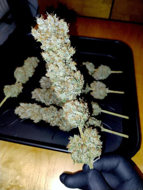 Lemon Z - Dutch Passion. Week 12 - Dry bud.