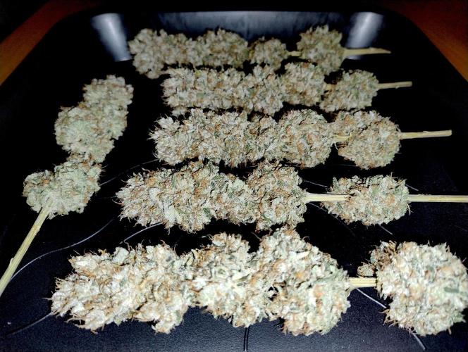 Lemon Z - Dutch Passion. Week 12 - Dry buds.