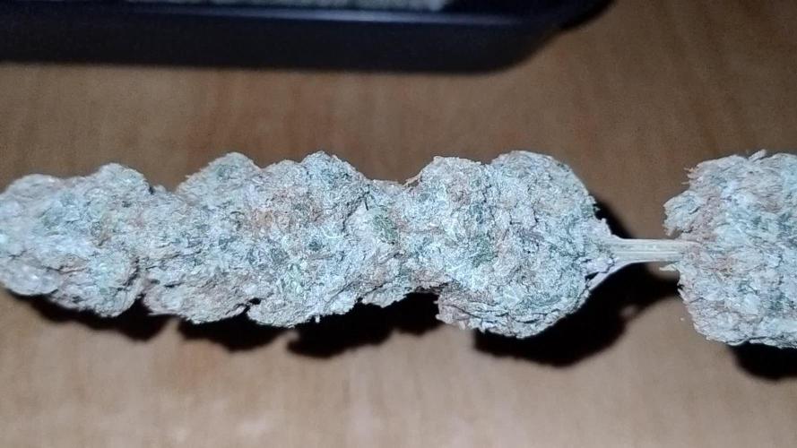 Lemon Z - Dutch Passion