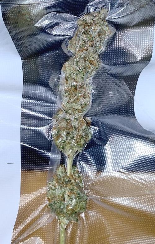 Lemon Z - Dutch Passion. Week 12 - Gettin' vacced.