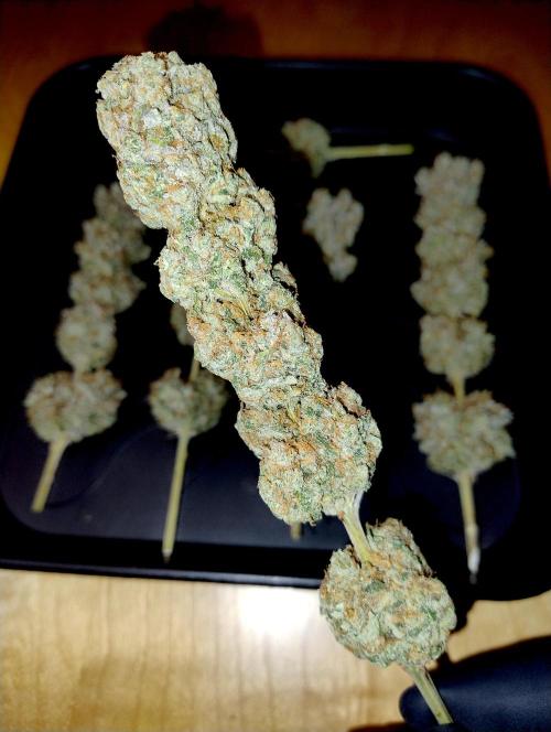 Lemon Z - Dutch Passion. Week 12 - After vac!