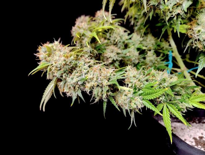 Skunk #11 - Dutch Passion. Week 11