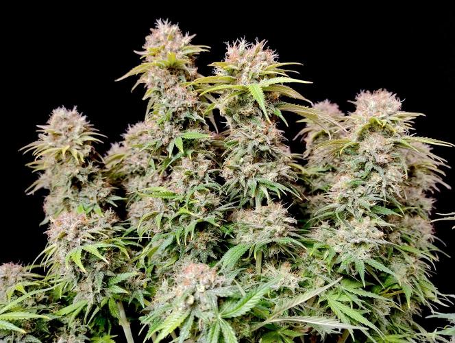 Skunk #11 - Dutch Passion. Week 11